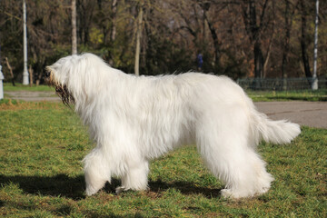 White south russian or ukrainian sheepdog dog standing on the grass, pure breed