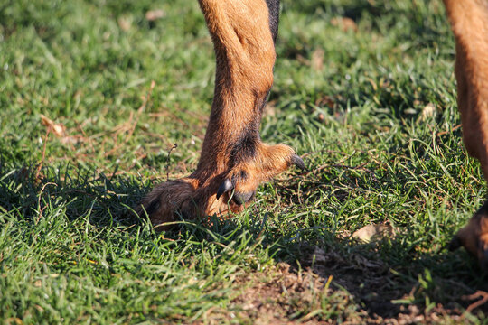 Double dewclaws of a Beauceron on the inside of the hind legs.