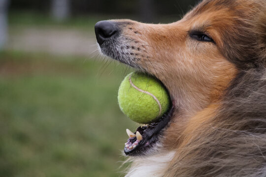 Portrait of a Rough collie with a tennis ball in its mouth