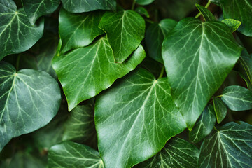 Natural natural background with green leaves. Luscious greenery in a tropical humid forest. 