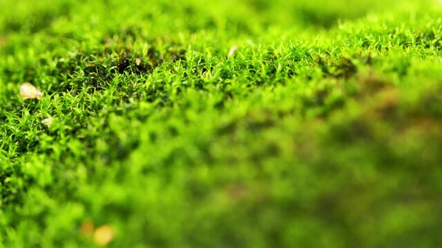 Green background. Beautiful green moss in the forest. Tilt down.