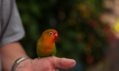 a parrakeet bird sitting on hand of a man