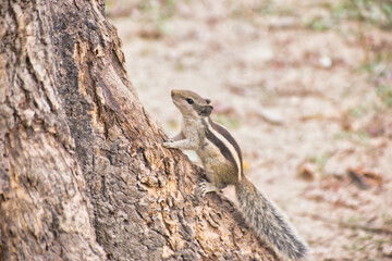 Squirrels are members of the family Sciuridae, a family that includes small or medium-size rodents.