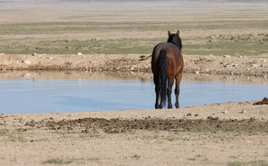 Wild Horse at a Desert Waterhole in Utah