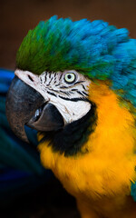 blue and yellow macaw