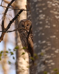 Owl in the forests of villages in Serbia