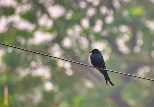 Bronzed drongo. Dicrurus aeneus. It is a small Indomalayan bird belonging to the drongo group.