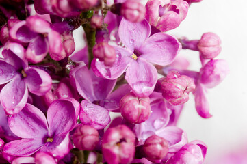 Fototapeta na wymiar Lilacs in close-up. Purple flowers. Water droplets on the flower.