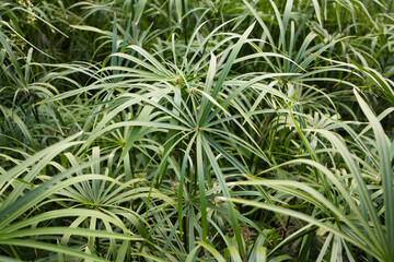 Group of wild and very green plants. The leaves of the plants are thin and long and very intense in colour. Biology and nature concept.
