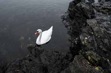 Beautiful swan in the water near rocks.