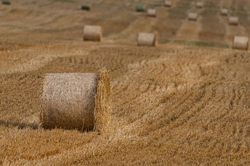 Farm field haystack agriculture landscape. Haystack harvest landscape