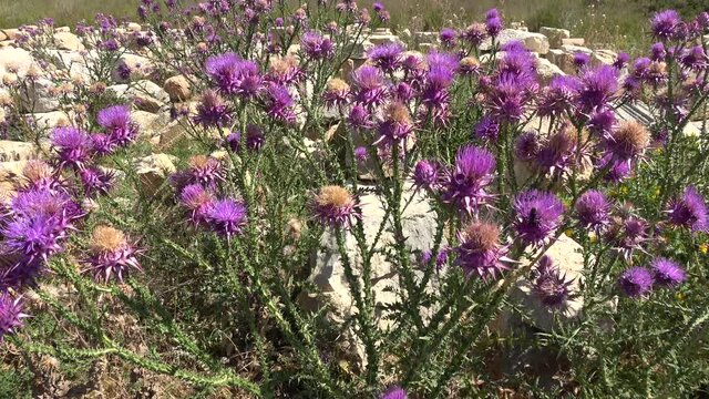 Patara, Turkey - 26th of May 2021: 4K Carduus thistle flowering in front of Patar ruins
