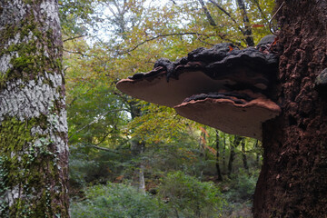 Fungo a mensola Ganoderma applanatum su tronco di faggio © paolofusacchia