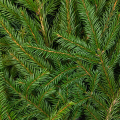 Green background of Christmas tree branches, twigs of fir-tree