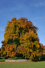 Naklejka premium alte Rotbuche im Stadtgarten in Friedrichshafen