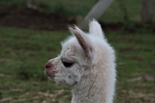 Mignon bébé alpaga