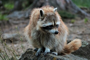 Cute racoon in the wild