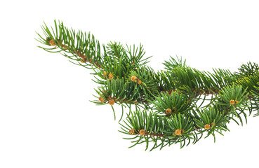 Green tree branch isolated on white background.