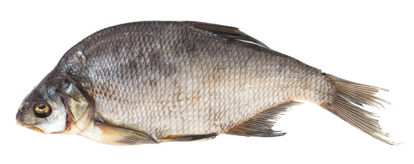 Drier bream isolated on white background. Drier fish