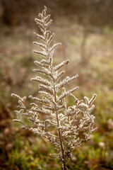 A dry plant growing in the forest.
