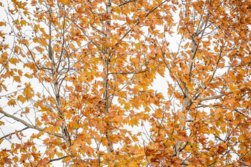 Beautiful tree in Autumn. Autumn leaves backgrund.