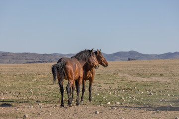 Beautiful Wild Horses in Spring in the Utah desert