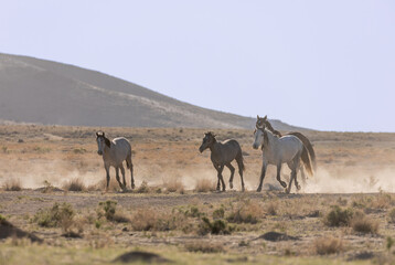 Fototapeta na wymiar Beautiful Wild Horses in Spring in the Utah desert