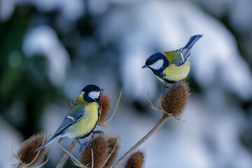 Great tit (Parus major) sitting on a wild Teasel with a snowy background in the forest in the south...