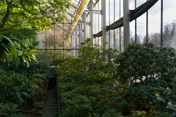 Summer inside greenhouse: rows of deciduous plants covered with green fresh leaves with autumn fall outdoor. View of yellow trees from botanical garden or orangery. Old glasshouse interior concept
