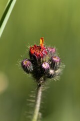 Orange Hawkweed (Hieracium aurantiacum) - flowers in great detail on a summer meadow.