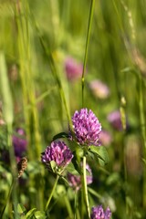 The red clover (Trifolium pratense) on a summer meadow. Close up.