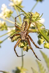 Garden spider (Aculepeira ceropegia) on a green herb. Macro. High resolution.