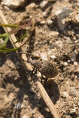 Black vine weevil (Otiorhynchus sulcatus) - forest pest. The larvae eat the roots of plants. Macro.