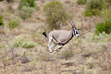 Oryx