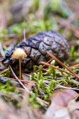 A macro shot of a small toadstool mushroom in the forest with a spruce cone in the background.