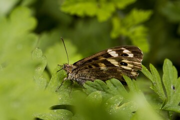 The speckled wood (Pararge aegeria) sitting in green leaves. Macro.