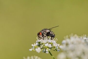 The housefly grazes on a white flower. Macro. High resolution.