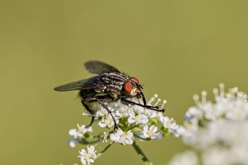 The housefly grazes on a white flower. Macro. High resolution.