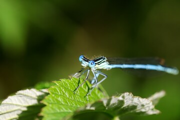 The white-legged damselfly (Platycnemis pennipes) sitting on a raspberry leaf. Macro. High...