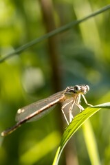 Tiny dragonfly sitting on a green leaf. Beautiful bokeh. Macro.