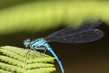 Tiny dragonfly sitting on a green leaf. Beautiful bokeh. Macro.