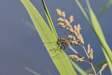 Fototapeta premium Dragonfly (Black-tailed skimmer - Orthetrum cancellatum) sitting on a green reed leaf. Macro.