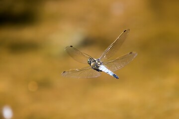 Dragonfly in flight (White-tailed Skimmer - Orthetrum albistylum). Rear view. Close up. High...