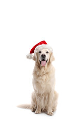 White labrador retriever dog with a santa claus hat