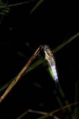 Illuminated dragonfly (Black-tailed skimmer - Orthetrum cancellatum) on a black background. Macro.