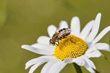 Honey bee grazing on a daisy flower. Macro.
