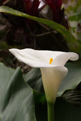 Beautiful white calla flower with its leaves