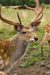 Sika deer walks in the reserve in summer. Tourism in Russia. Travel to nature.