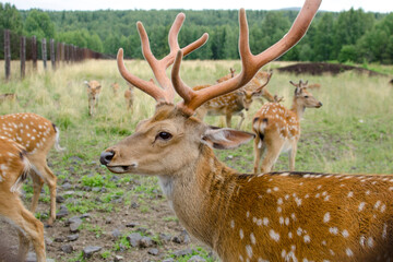 Sika deer walks in the reserve in summer. Tourism in Russia. Travel to nature.