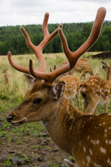 Sika deer walks in the reserve in summer. Tourism in Russia. Travel to nature.
